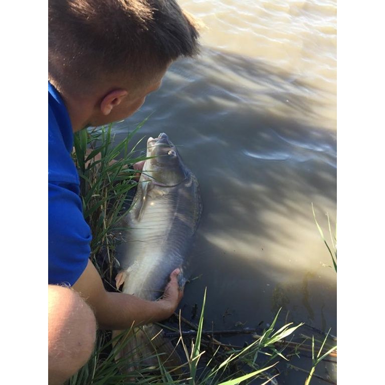 Fotózás és mérlegelés után természetesen tovább úszhatott a gyönyörű ponty :)