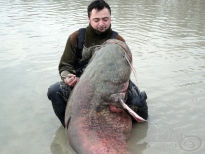 135 kg-os világrekord harcsát fogott egy magyar horgász!