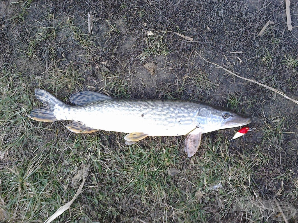 Nem mindig a nagy műcsalikkal lehetünk eredményesek…