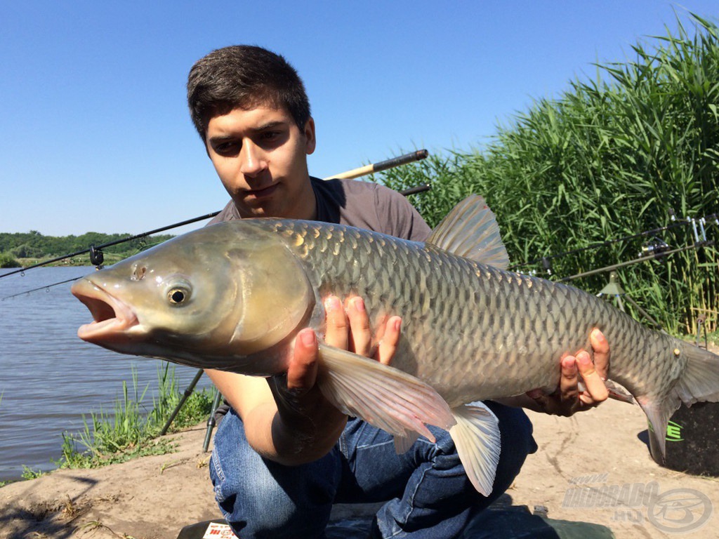 Második 5 kg feletti amur fél órán belül!