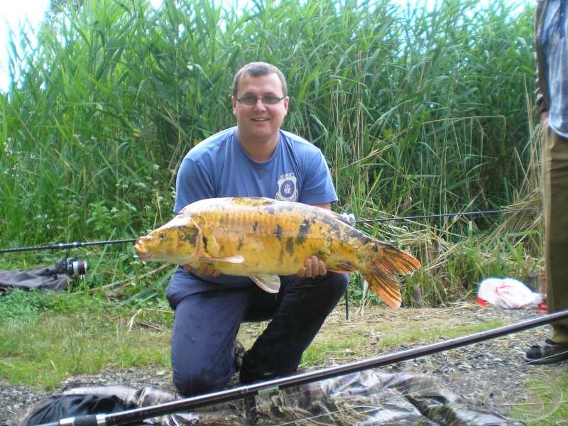 A 10,5 kg-os koi ponty Hegedüs József fogása