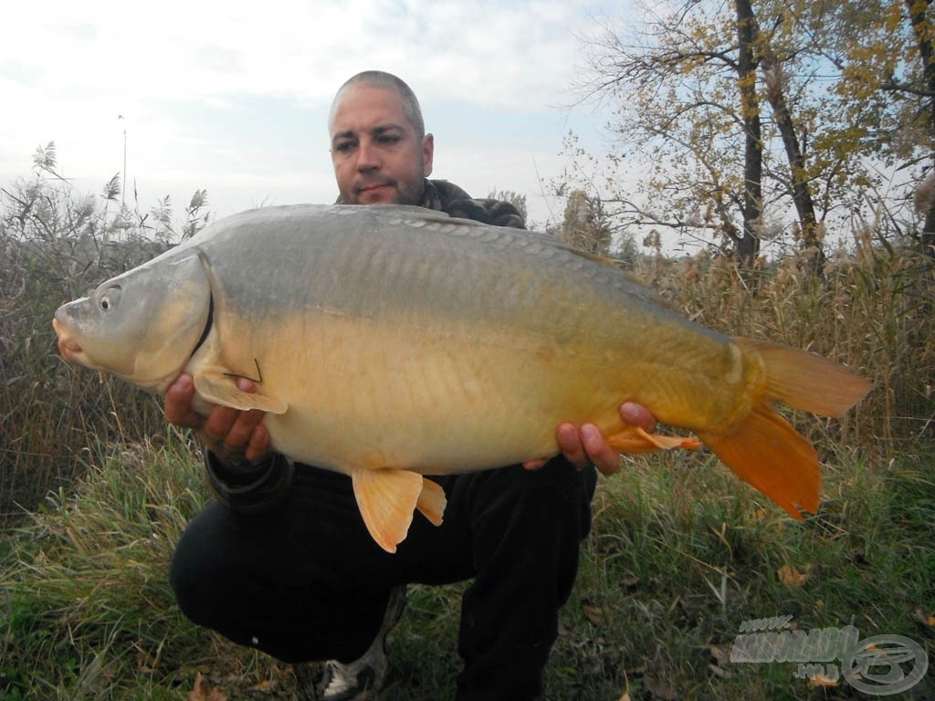 Gyönyörű, 11,20 kg-os tükörponty