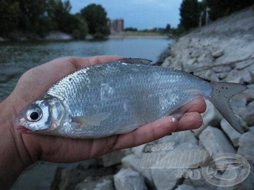 Szürkületben éhezett meg vörös trágyagilisztára ez a bagolykeszeg