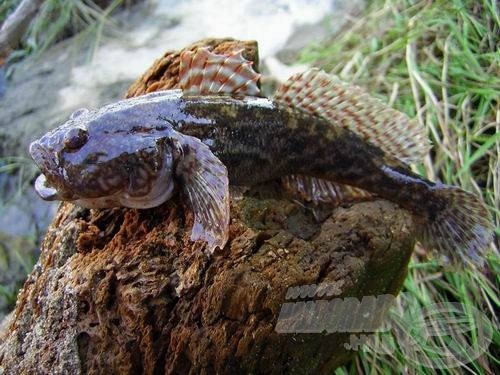 Békafejű géb. Állománya lecsökkent, de menyhalazás közben még mindig túl gyakran kap horogra