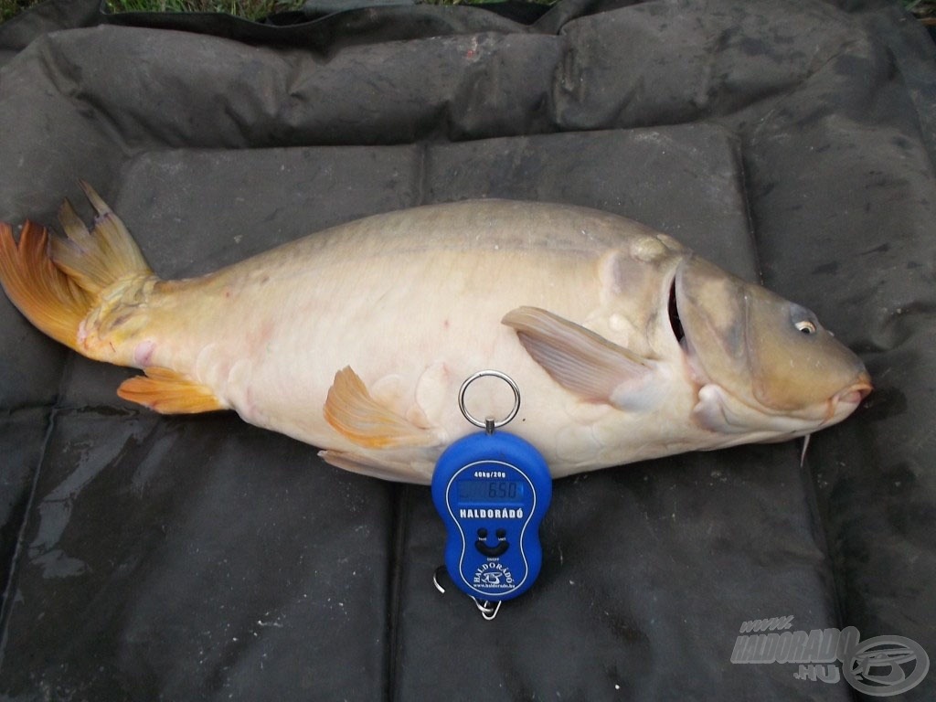 A matracon pihen a szép tükrös, 6,50 kg a pontos súlya