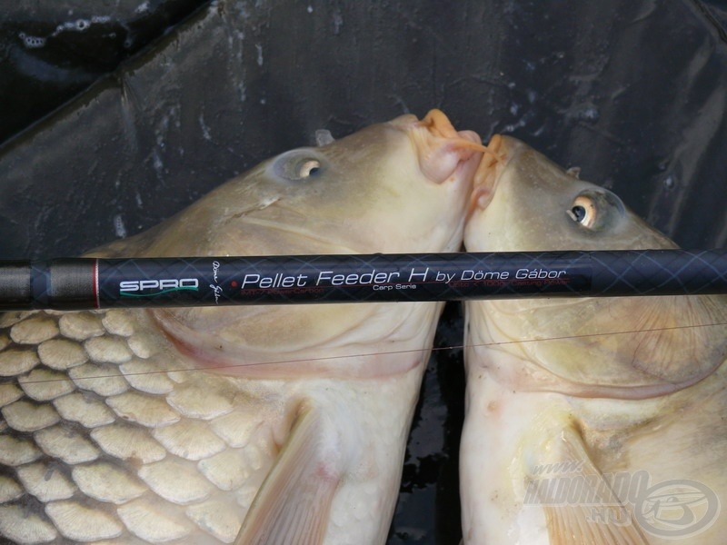  Jó néhány ponty került közeli ismeretségbe a Pellet feederekkel a horgászat során, majd egy közös fotó elkészítése után boldogan úsztak vissza lakhelyükre!