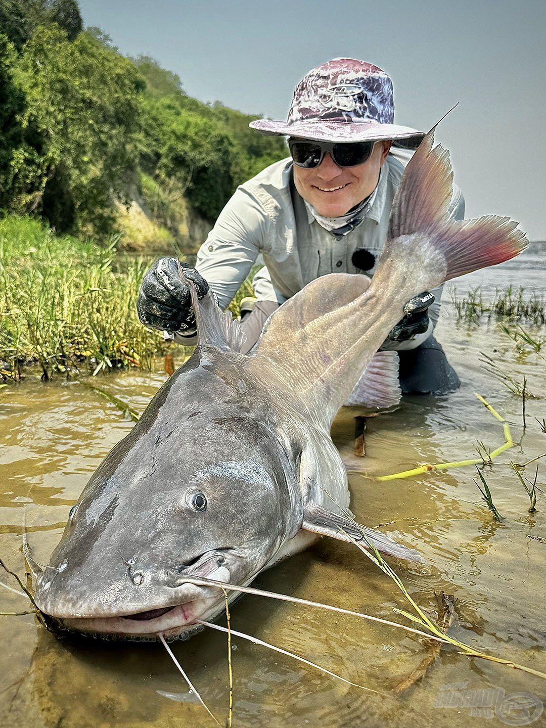 Termetes Semutundu Catfish