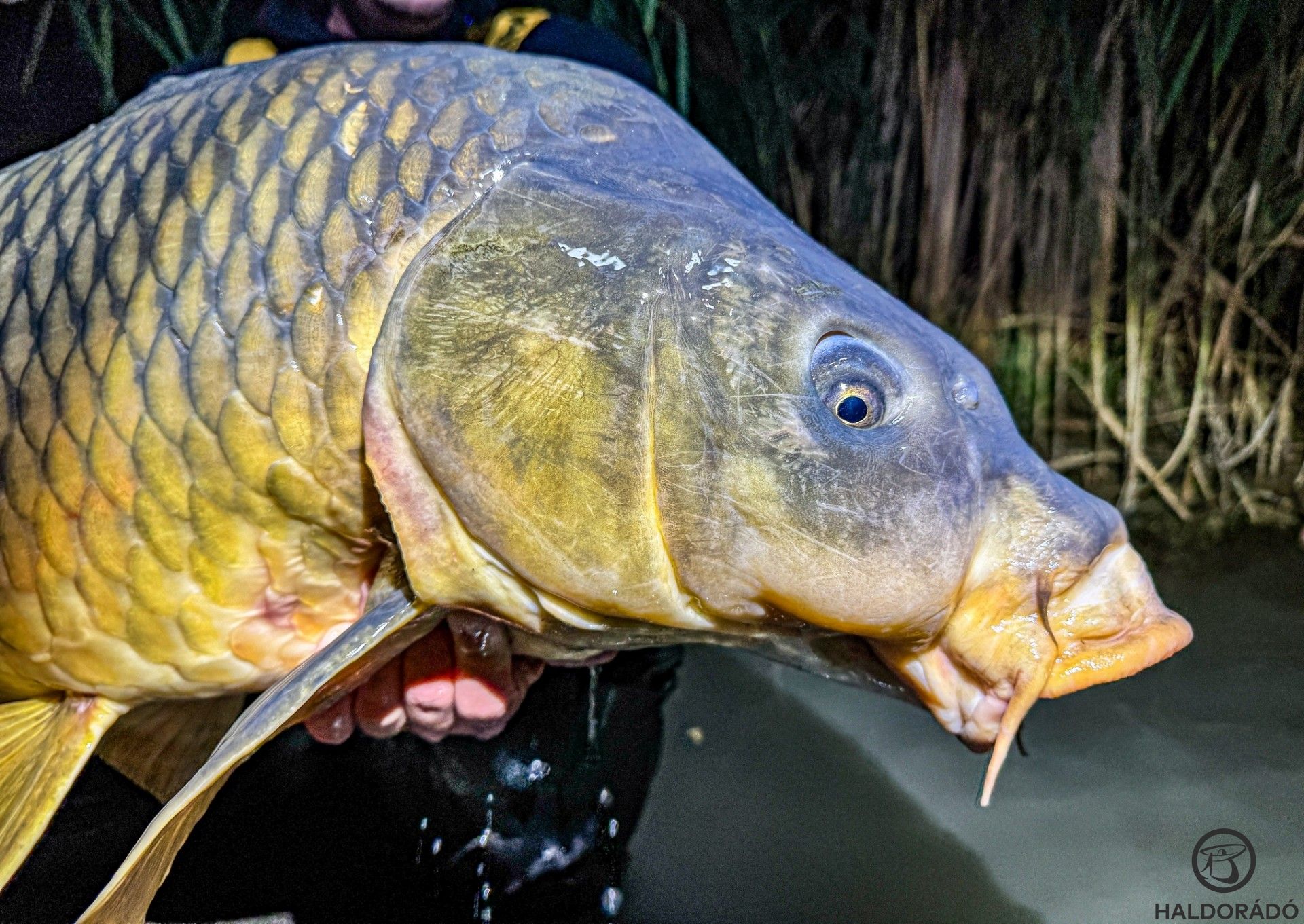 A legkomolyabb halakhoz sokszor a legapróbb részletek vezetnek!