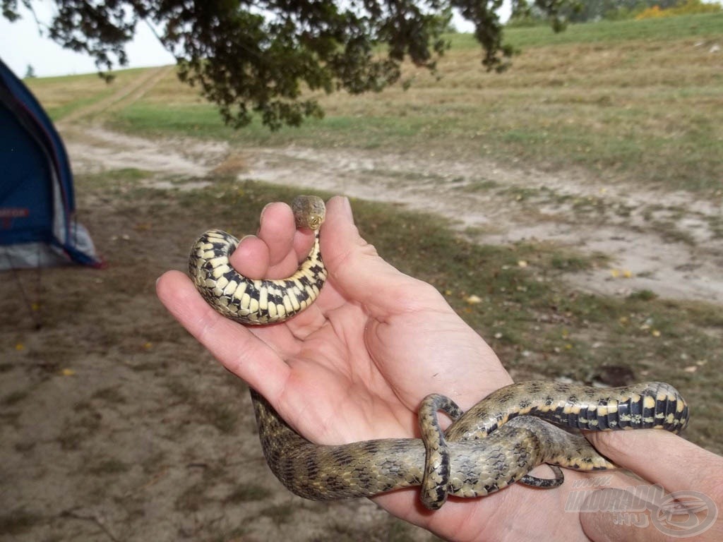 Csütörtöki hívatlan látogatónk - egy kockás „vipera”