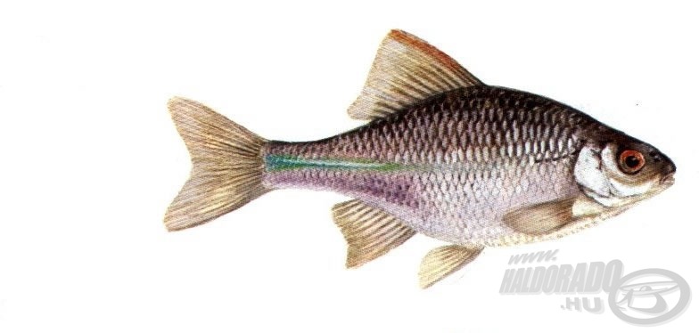 A szivárványos ökle (Rhodeus sericeus amarus)