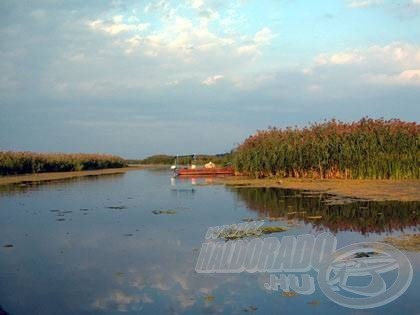 A hínármezők az ő otthonuk