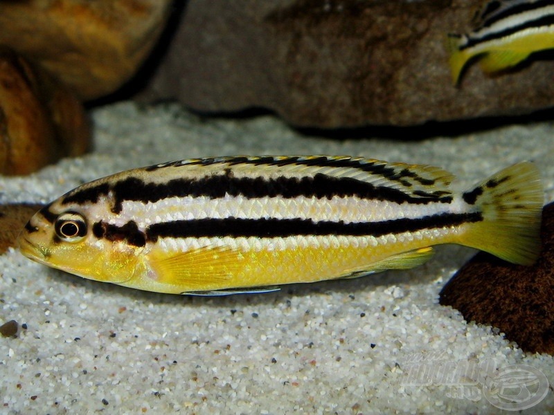 Türkiz aranysügér <i>(Melanochromis auratus)</i> nőstény