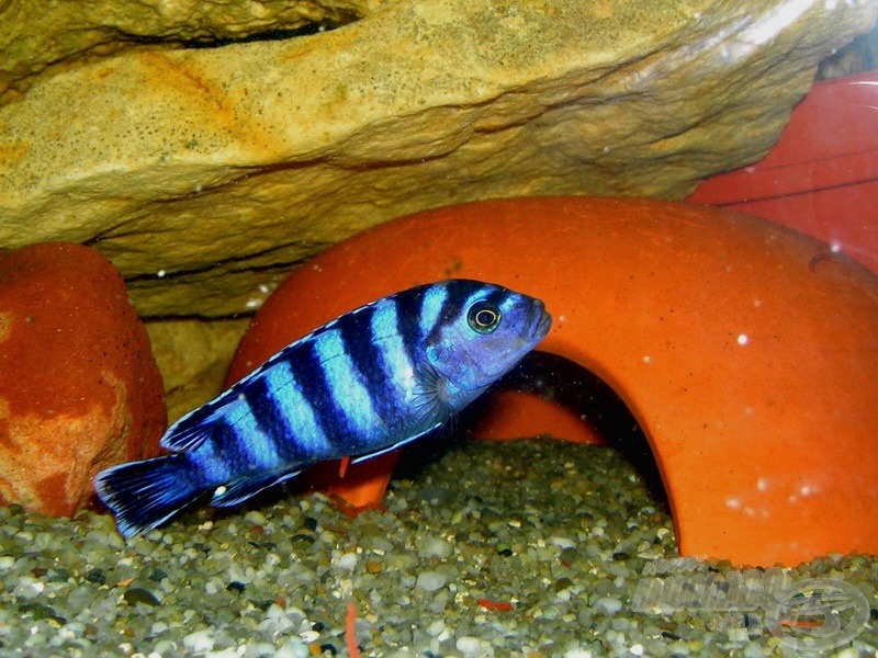 <i>Pseudotropheus demasoni</i> - Malawi neonsügér