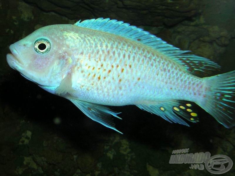 <i>Maylandia estherae (= Pseudotropheus estherae)</i> ’Rot-rot’ szépen kivilágosodott hím…