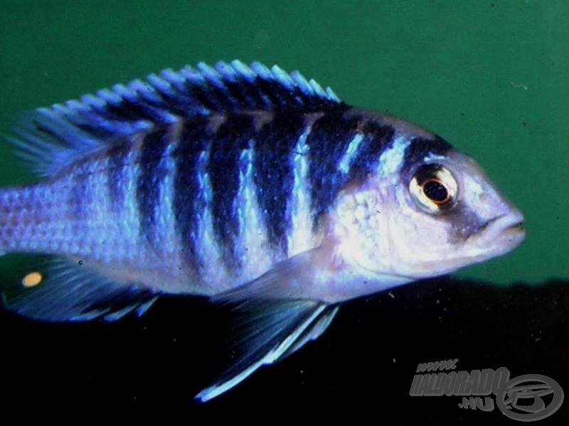 <i>Labidochromis chisumulae</i> sötétkék sávos hím…