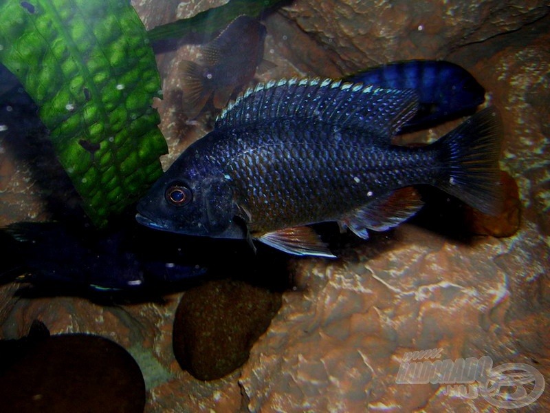 Vértestű sügér - <i>Copadichromis borleyi</i> ’Kadango Red Fin’ fiatal hím