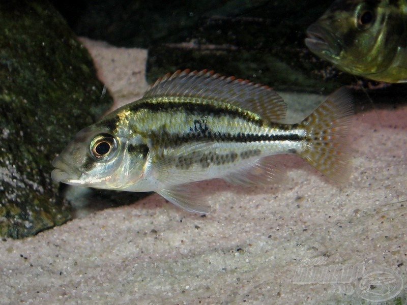 <i>Cheilochromis euchilus</i> - kék vastagajkú sügér fiatal példánya