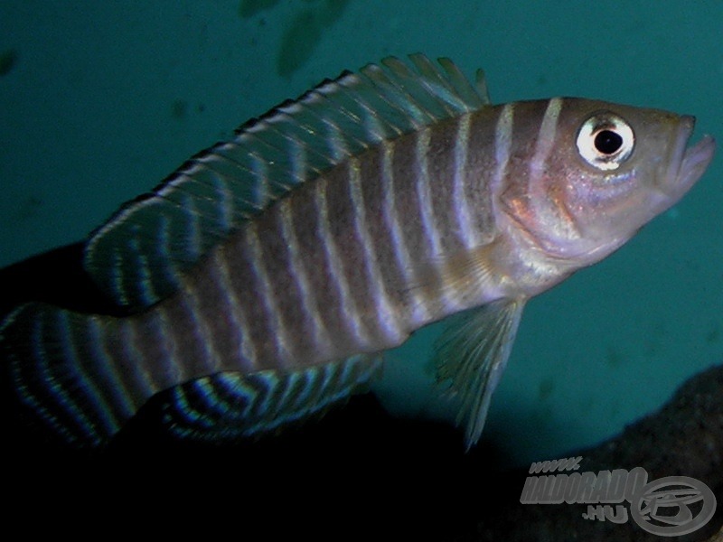 A hamis csigasügér (<i>Neolamprologus similis</i>) nagyon hasonlít a sokcsíkú rokonra