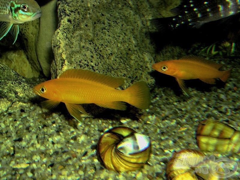 <i>Neolamprologus leleupi</i> - citromsügér pár