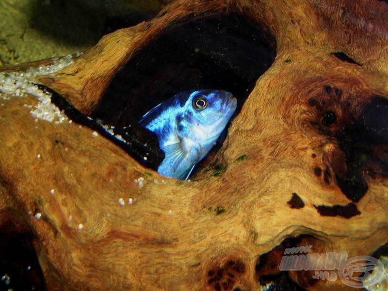 Ha kő nincs, faág is jó (az a kék fickó egy Melanochromis cyaneorhabdos, más néven M. maingano)