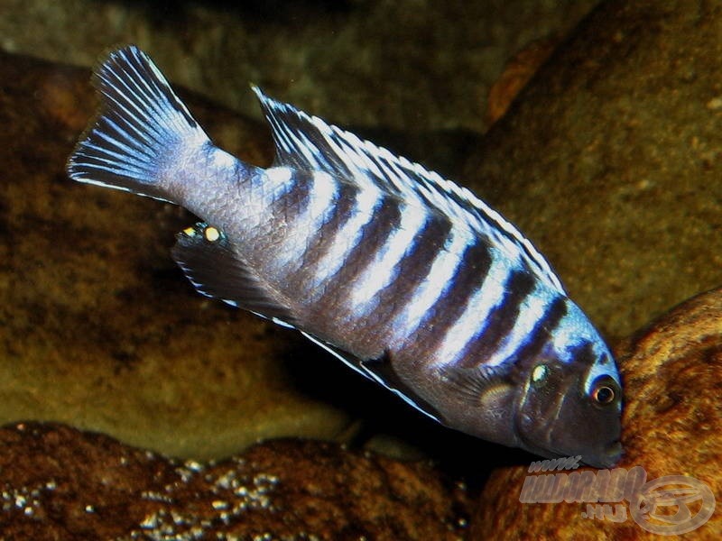 Jellegzetes testtartásban legelésző, az előző képen látható fogazattal rendelkező sügér (Pseudotropheus sp. ’kingsizei’ = Cynotilapia pulpican)