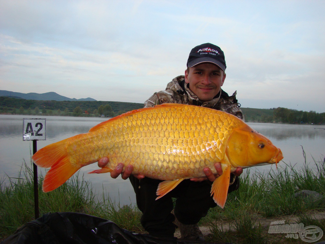 Narancs-koi a Mossfish csapatától