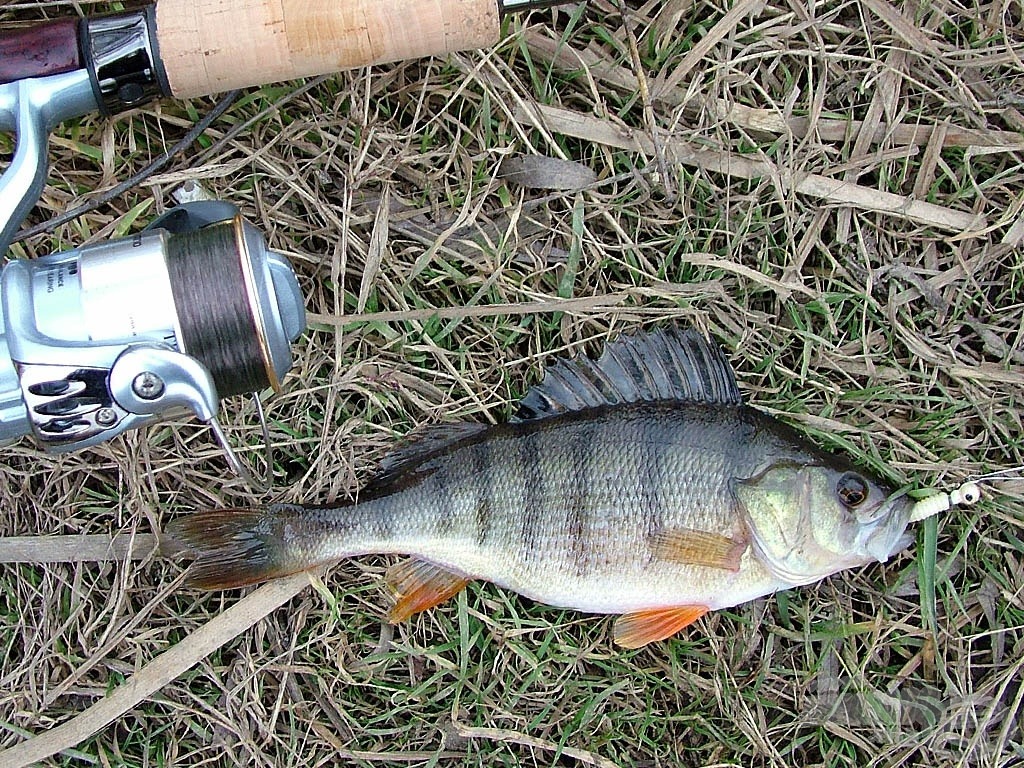 Perch - sügér (Perca fluviatilis)