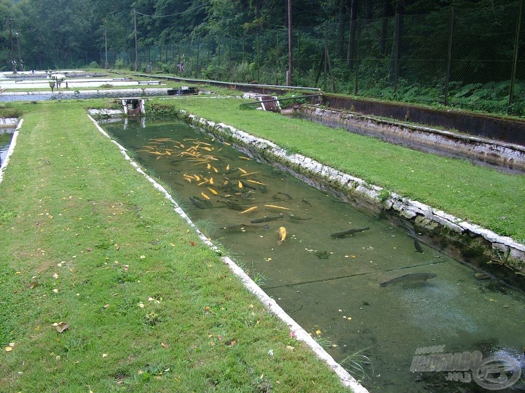 Hatchery - halkeltető állomás