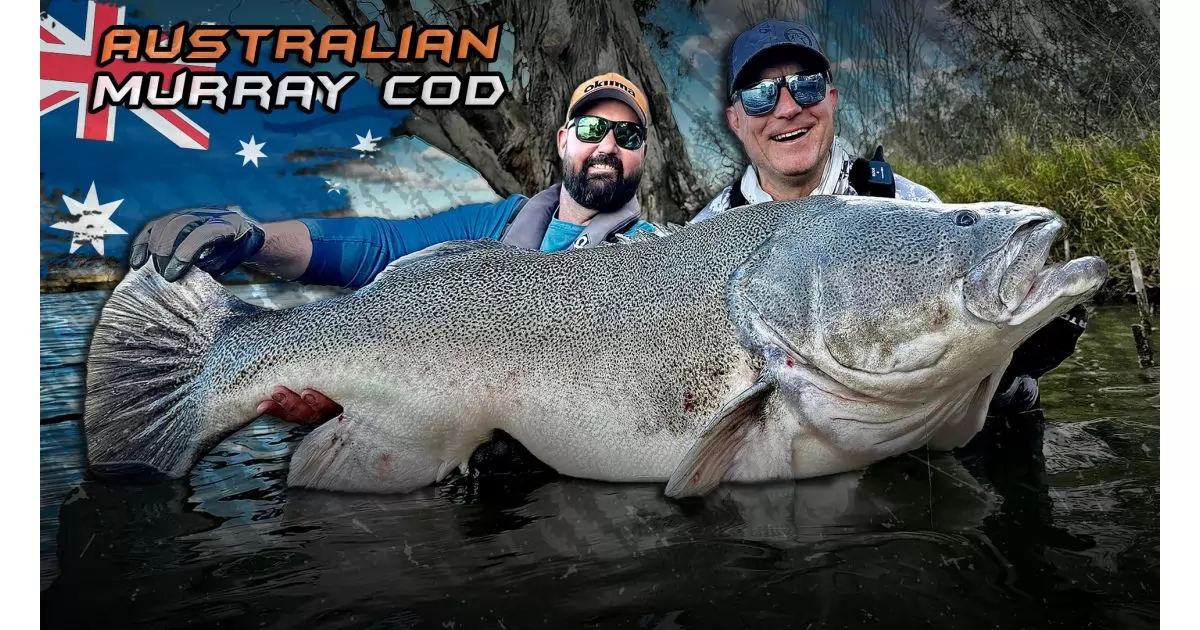 Ausztrália legnagyobb édesvízi ragadozóhala, a Murray Cod | Haldorádó ...