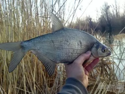 Az idei első Haldorádó bevetés