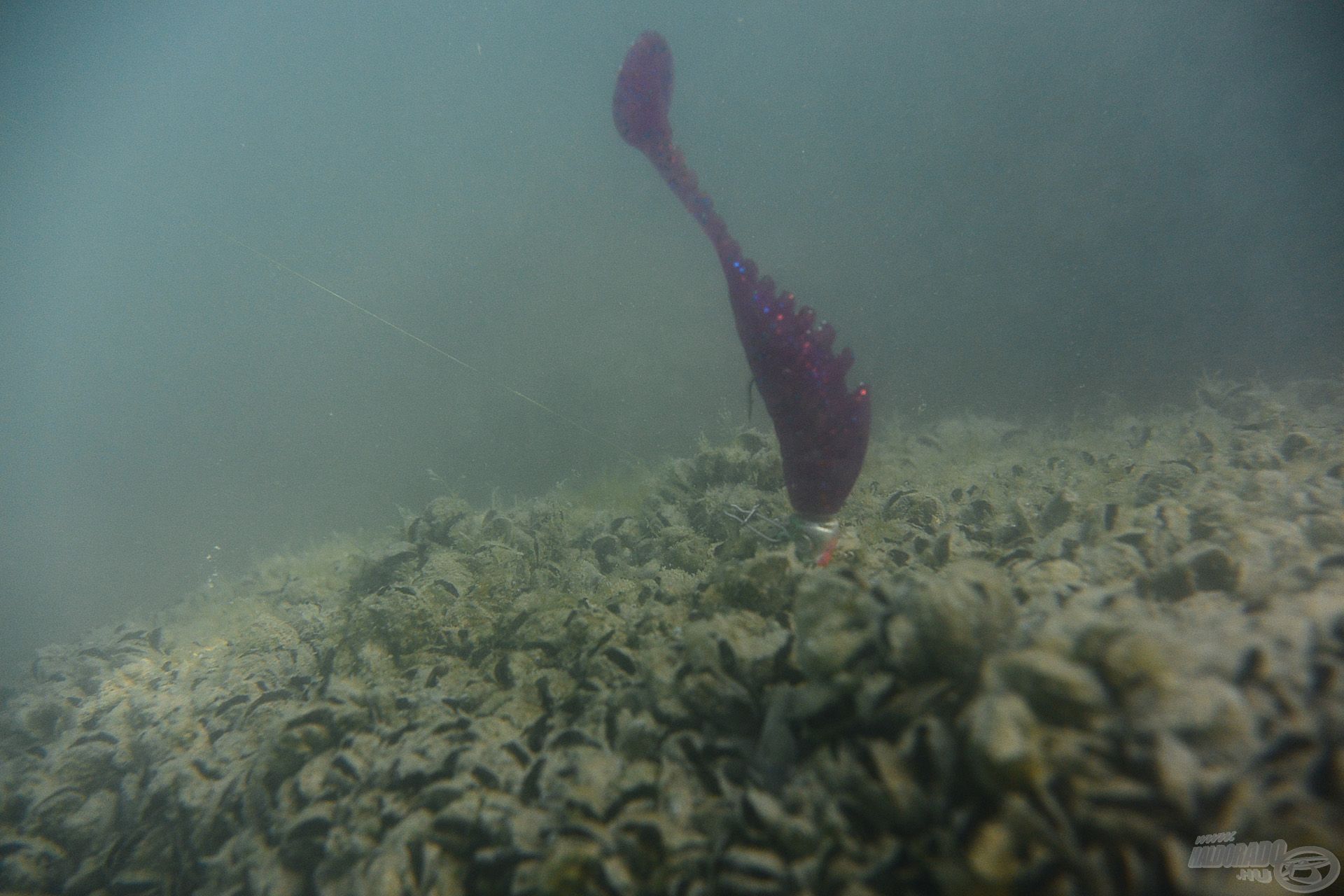 A Floating Shad dundibb teste felemeli a horogszárat, így valóban olyan, mintha táplálék után keresgélő kishalat látnánk. Egy normál jig horgon is tökéletesen teszi a dolgát