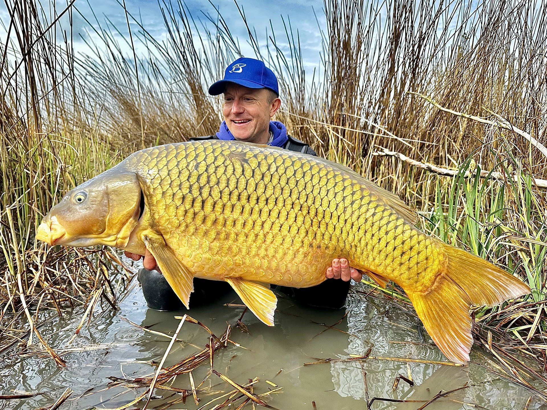 Álmaim hala, új balatoni pontyrekordom: 23,61 kg!!! Háta felső részén, a bal oldalán van egy apró pikkelyhiba, amely a hal egyedi azonosítója