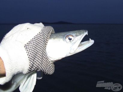 Balatoni süllőzés X. - Járulékos halak, kiegészítő eszközök