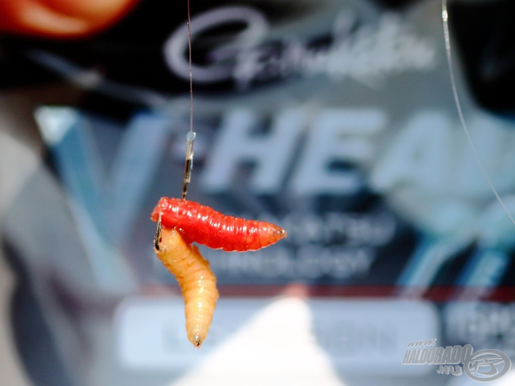 Kisméretű horog és csonti csali illik leginkább a kezdeti spiccbotozáshoz