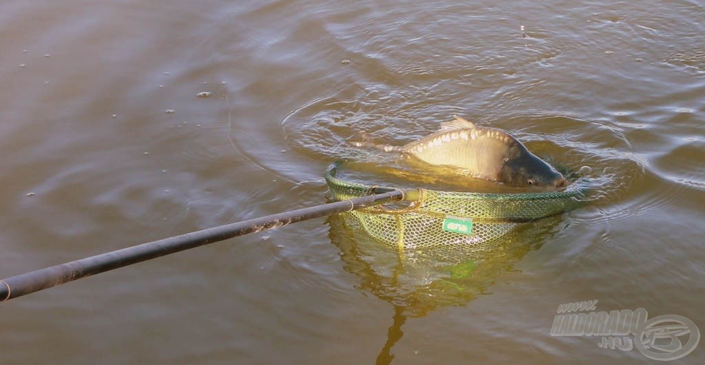 Pontyok a merítőben