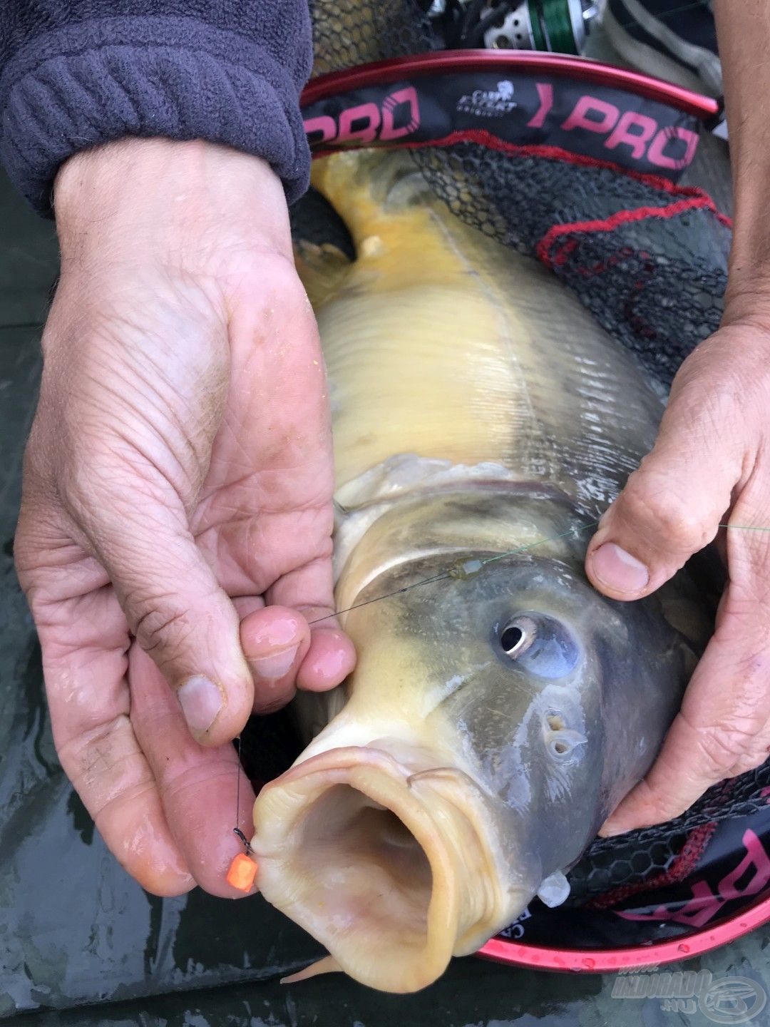 A nagy száj szélében jól tartott a 16-os Round Feeder horog