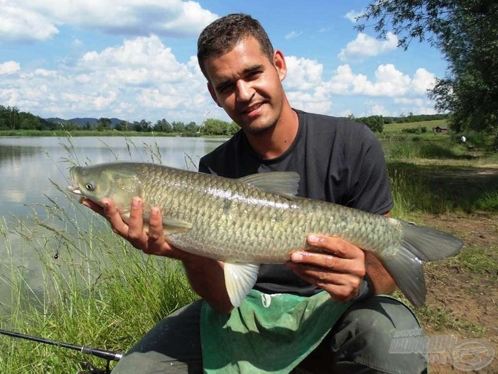 A kicsi amur is szereti a Nagy Ponty keveréket