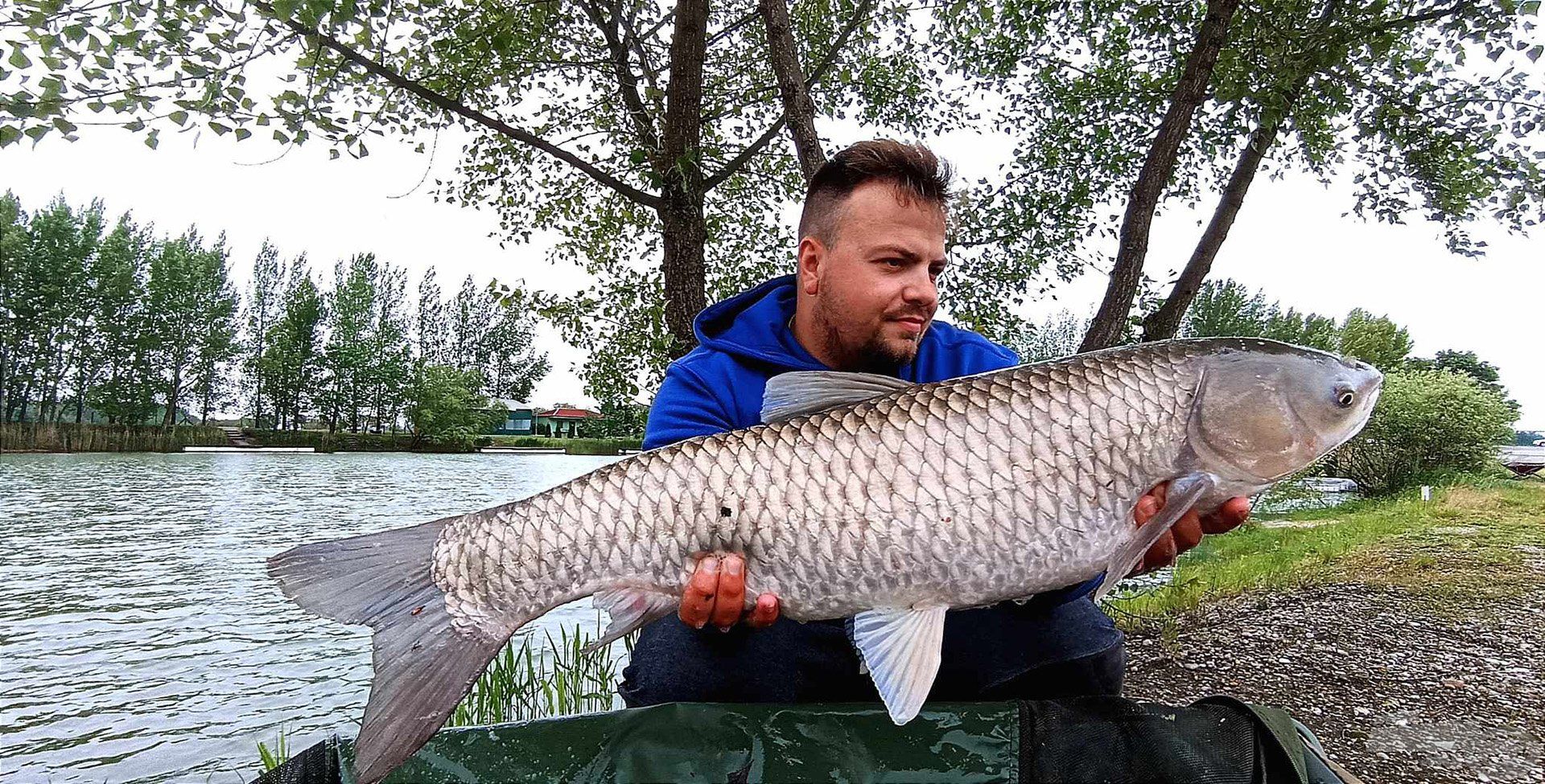 Nem ritka a nagy amurok kapása sem, ha tigrismogyoróval horgászunk