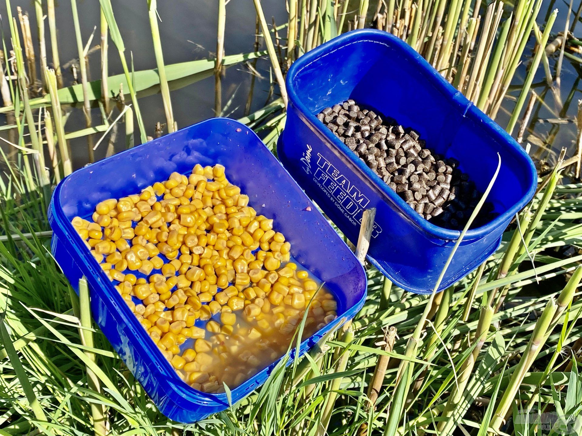 Ennyi, és semmi több! Nincs szükség ennél többre, a halak a kukoricához szoktak hozzá, ez teszi ki a táplálékuk nagy részét. A halibut pelletre meglátásom szerint rendkívül jól reagálnak a nagyobb méretű halak