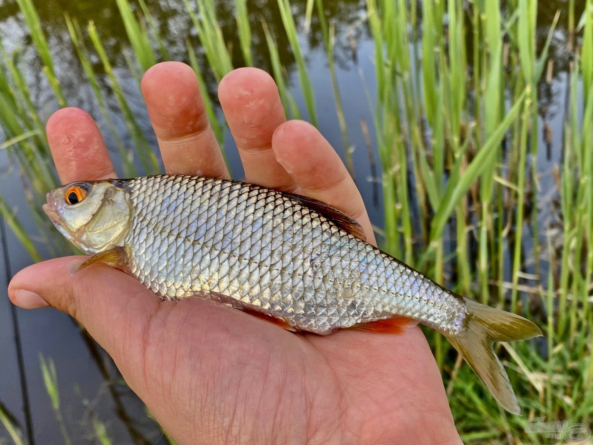 A csatornát uralják a kistestű vörösszárnyú keszegek, bodorkák, amelyek bár látványra szépek, nem ők voltak a célhalaim…