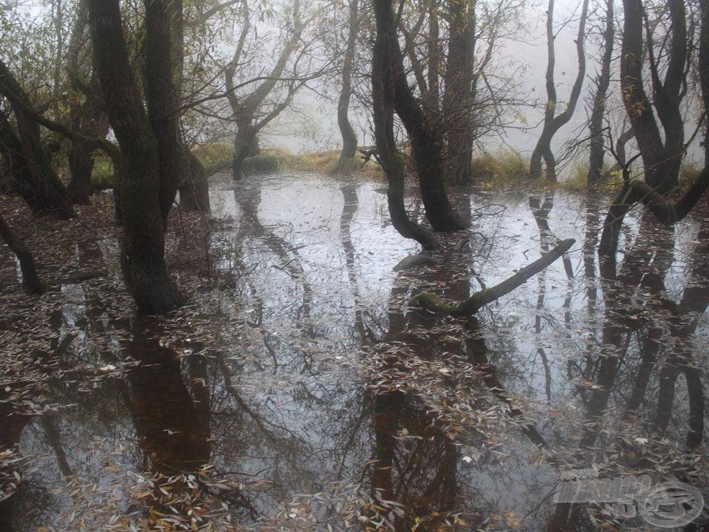 Itt is egy ilyen útonálló víz, mögötte a holtág