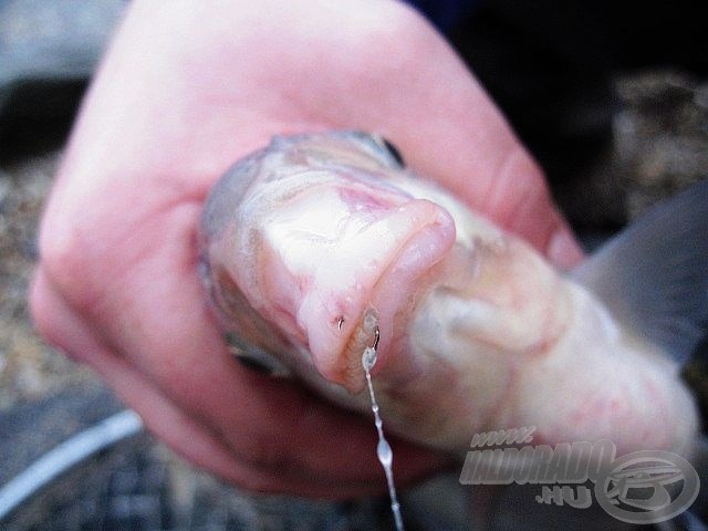 A halak rendkívül finoman ettek, a horog akadása is erről tanúskodik