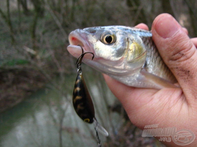 Egy mára már klasszikusnak mondható Salmo Hornet BT