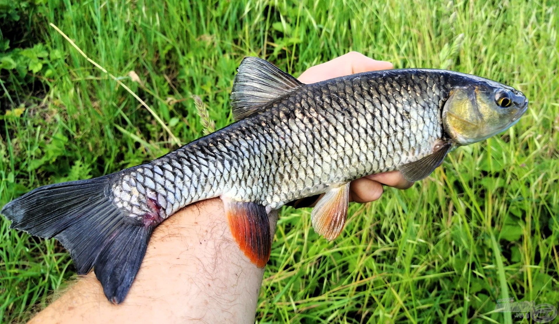 A pálya pihentetése után egy az addiginál jóval hosszabb dobás végződött vehemens kapásban!