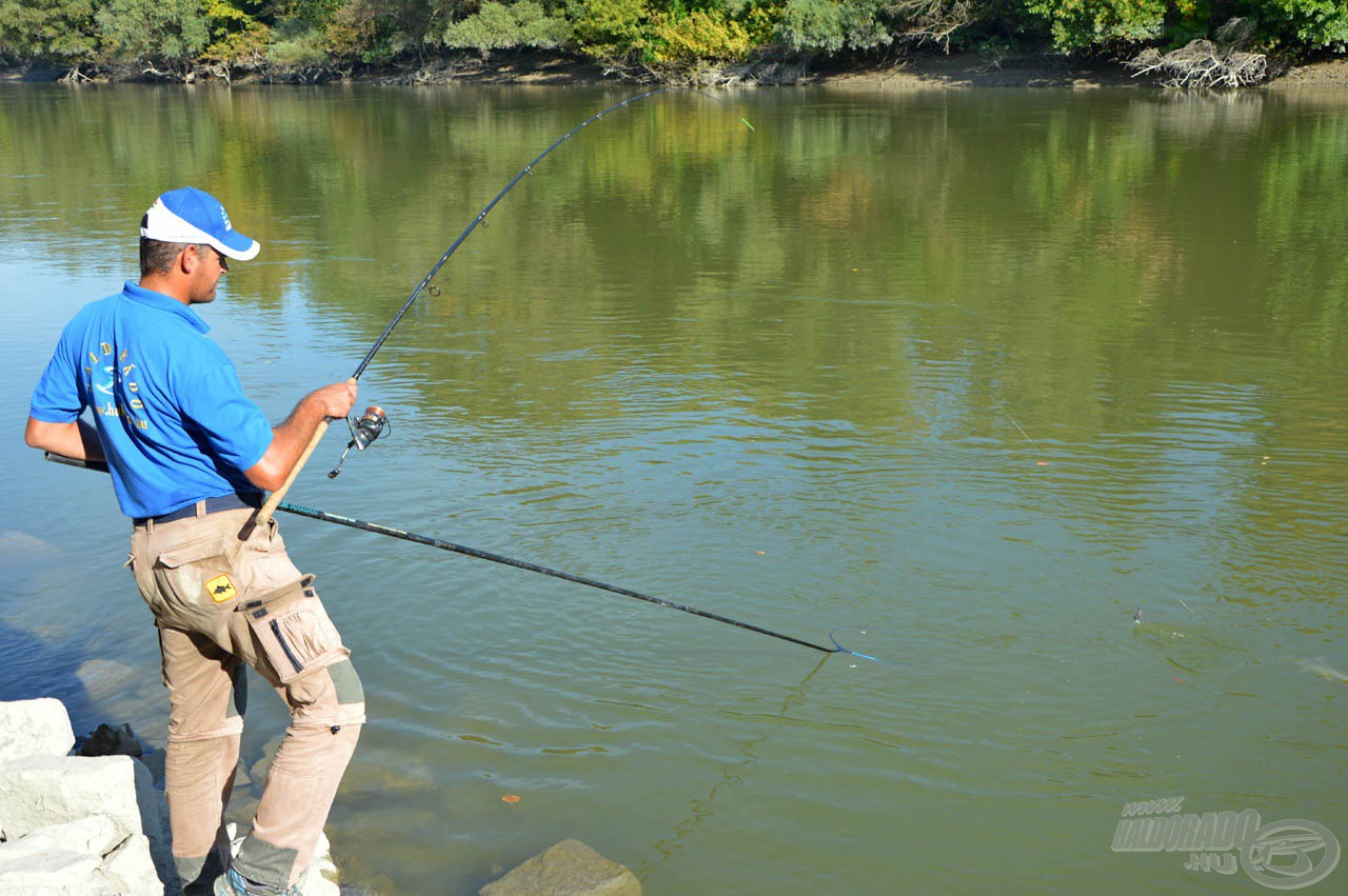 A Motive Carp Feeder erős bot, de aki „harcolt” már márnákkal, az tudja, hogy mire képesek ezek a csupa izom torpedók. Csak úgy van esély a megfogásukra, ha kemény ellenfélbe ütköznek!