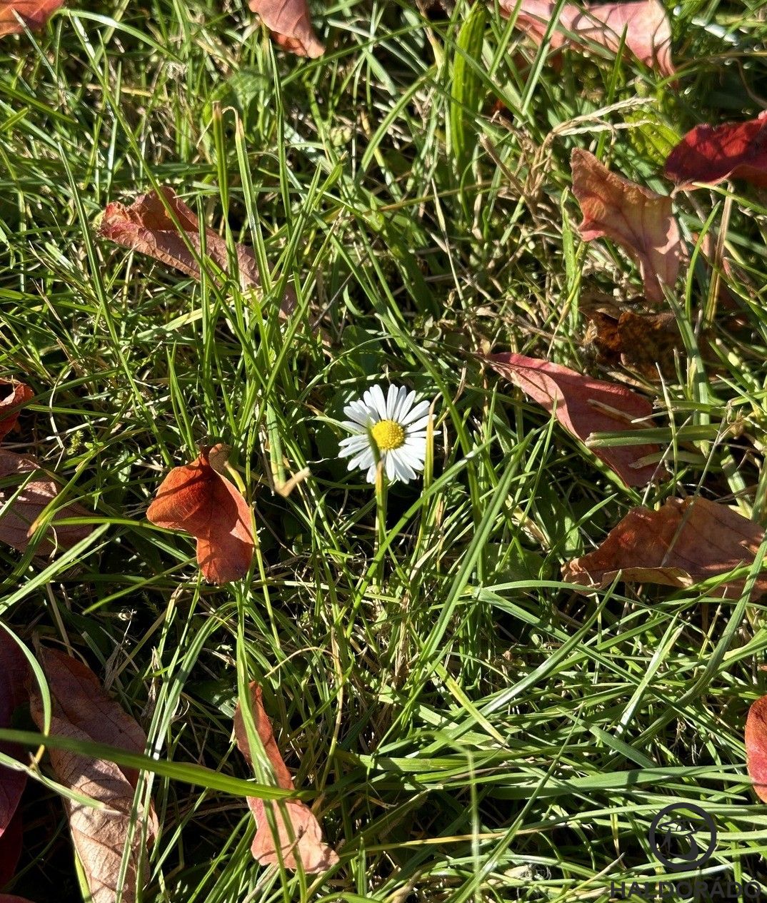 Még tartja magát pár virág