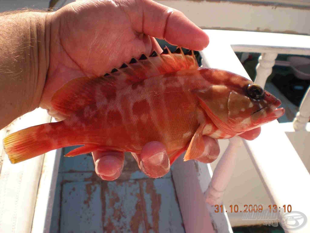 Maszkos fűrészes sügér (Blacktip grouper; Epinephelus fasciatus)