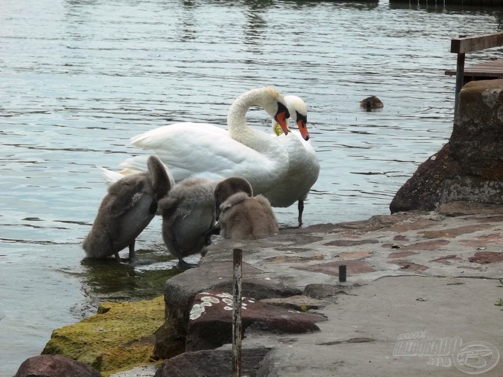 Nyugalom, béke, óvás, szeretet