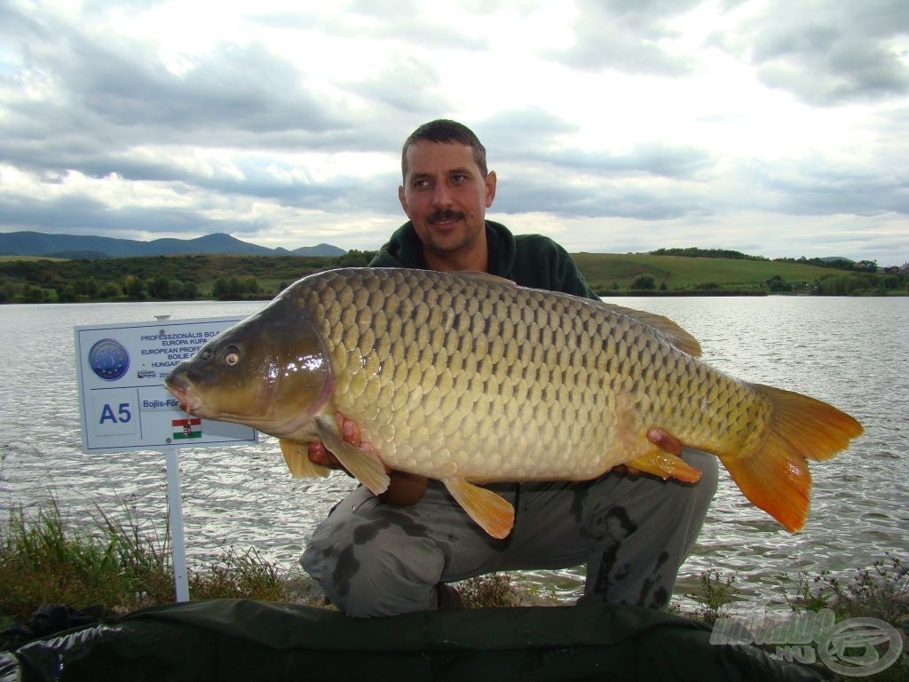 Bojlis-Főnök, 15 kg felett