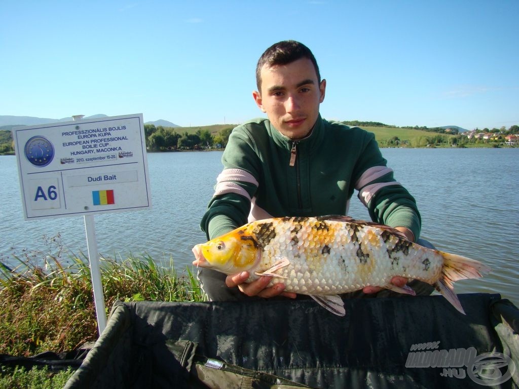 Koi-parádé: fehér-tarka